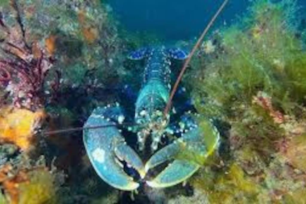 Gite Entre Mer Et Abers Landeda Bagian luar foto